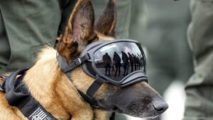 Indian Army Dog Squad Recruitment Process and Benefits Explained