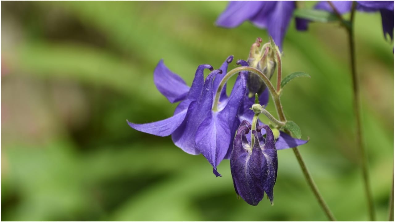 Aparajita Plant Vastu –