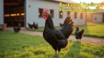 Backyard Poultry Farming Business
