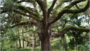 Banyan Tree in Home – What It Signifies and Why It Is Considered Inauspicious in Vedic Astrology