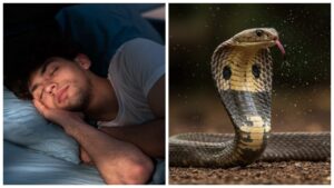 Dream Astrology — Seeing A Snake In Dream Is A Warning And Know Its Hidden Meaning