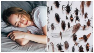 Dream Meaning of Insects – What It Means When You See Cockroaches or Worms in Dreams