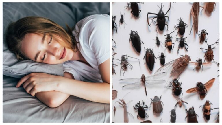 Dream Meaning of Insects