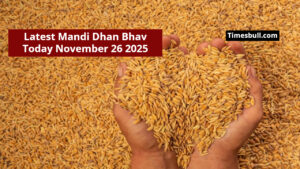Mandi Dhan Bhav Today November 26 2025 – Know Where Paddy Prices Rise And Fall