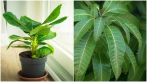 Lucky Plants: These 5 Plants Bring Prosperity And Positivity To Your Home