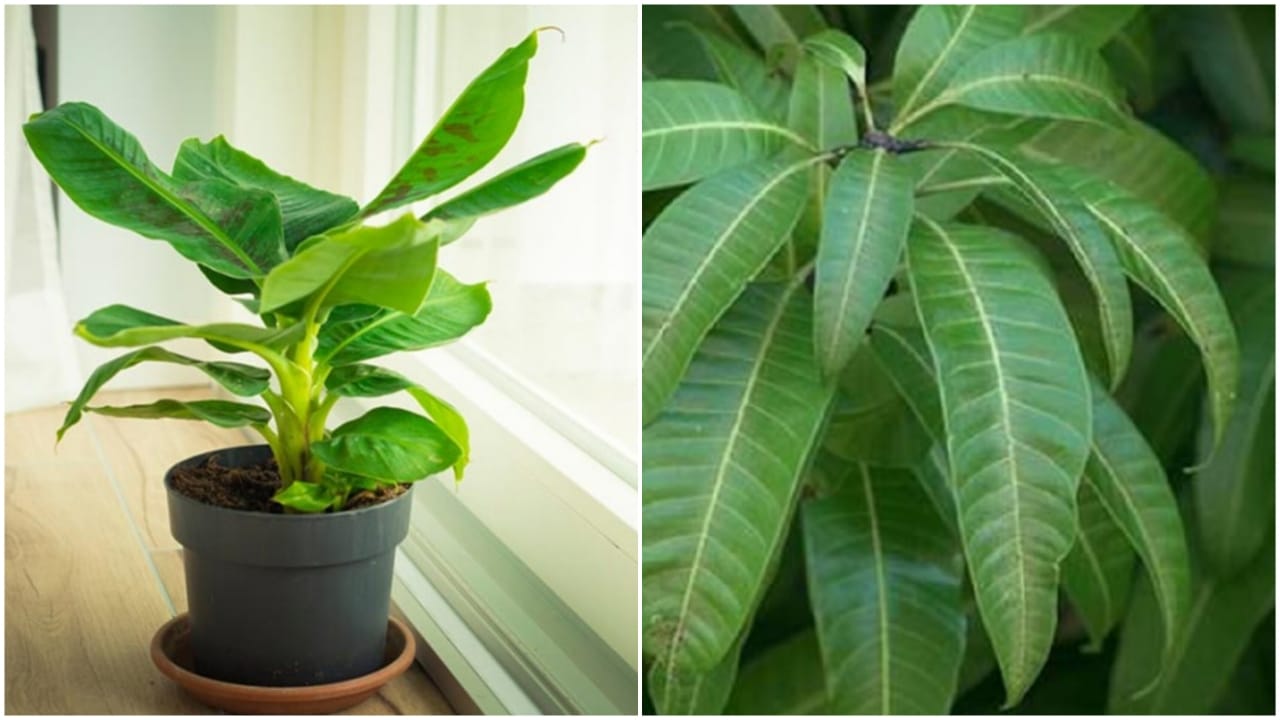 Lucky Plants: These 5 Plants...