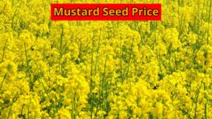 Sarso ka Bhav: How much is the price of mustard in these cities today, know the rate