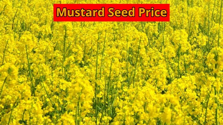 Sarso ka Bhav: How much is the price of mustard in these cities today, know the rate