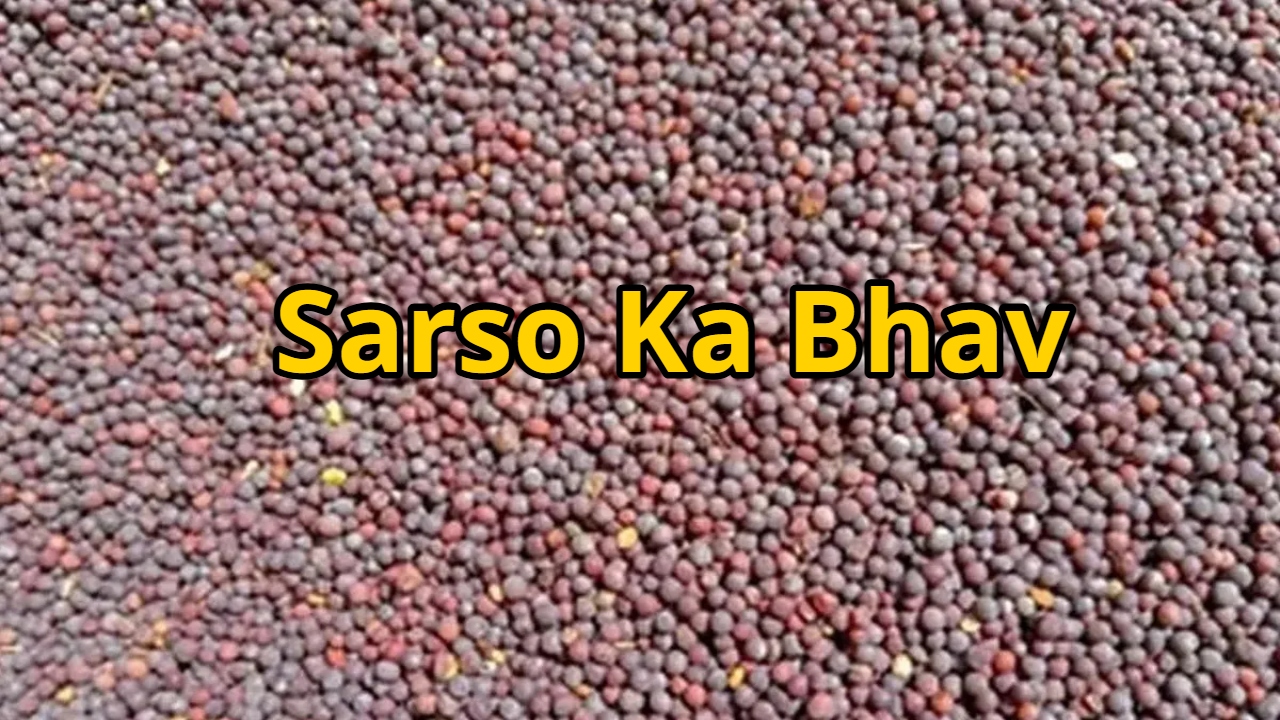 Mustard prices rise, farmers