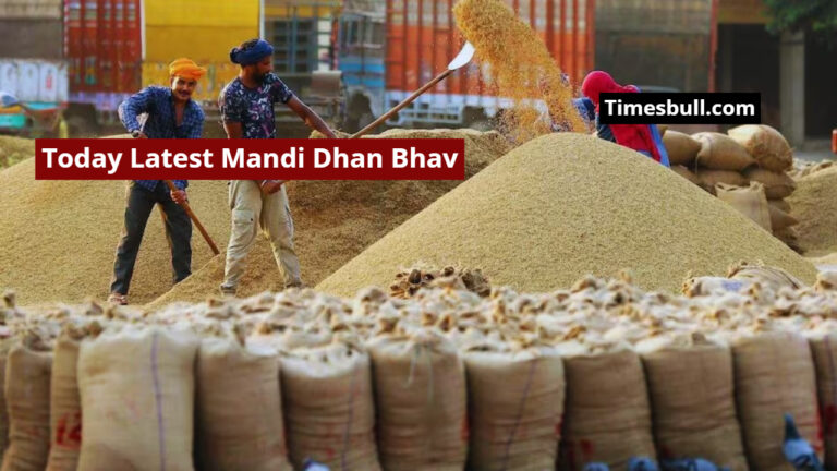 Today Latest Mandi Dhan Bhav – Paddy Prices Fluctuate, Premium Varieties Remain Strong