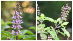 Tulsi Manjari Remedies –Powerful Spiritual Benefits and Vastu Rules You Must Know