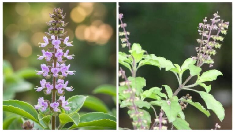 Tulsi Manjari Remedies