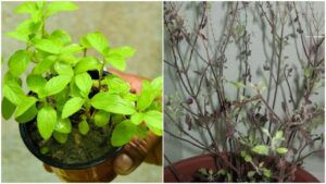 Tulsi Remedies: Why Does the Tulsi Plant Keep Drying? Know the Hidden Signs