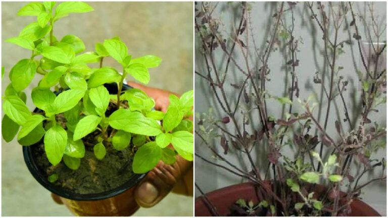 Tulsi Plant Remedies
