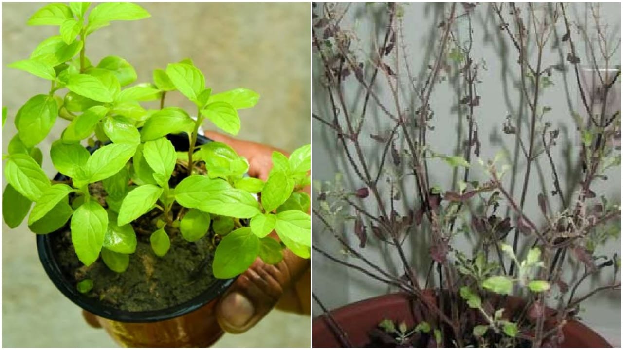 Tulsi Remedies: Why Does the...