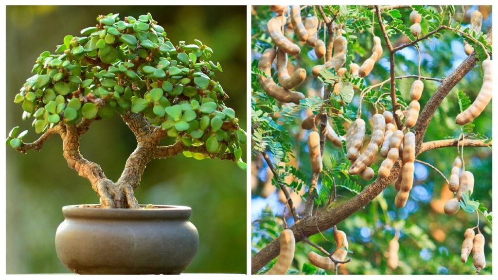 Vastu Plants to Avoid