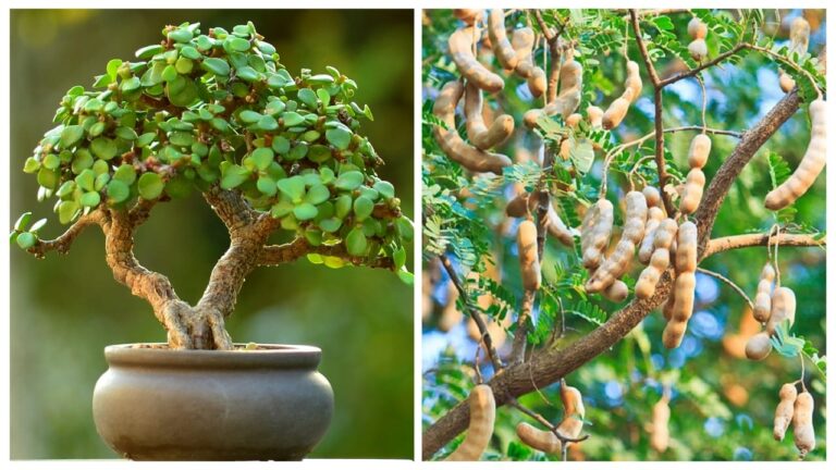 Vastu Plants to Avoid