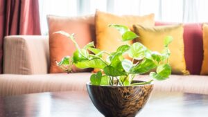 Vastu Tips: Follow These Rules While Planting Money Plant For Wealth And Growth