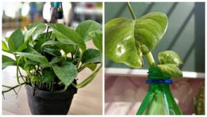 Follow These Vastu Tips While Planting Money Plant To Attract Wealth And Prosperity