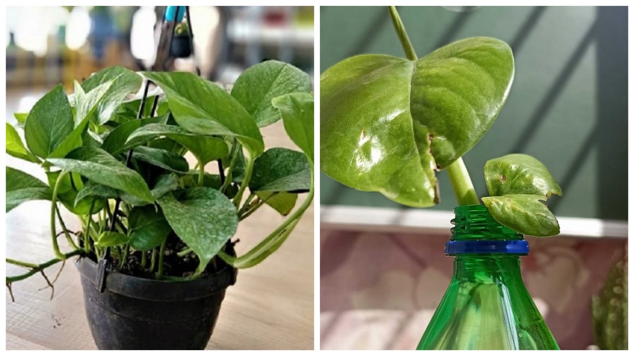 Follow These Vastu Tips