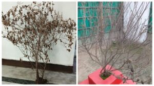Winter Tulsi Care: Add This ₹2 Ingredient To Revive A Dry Basil Plant