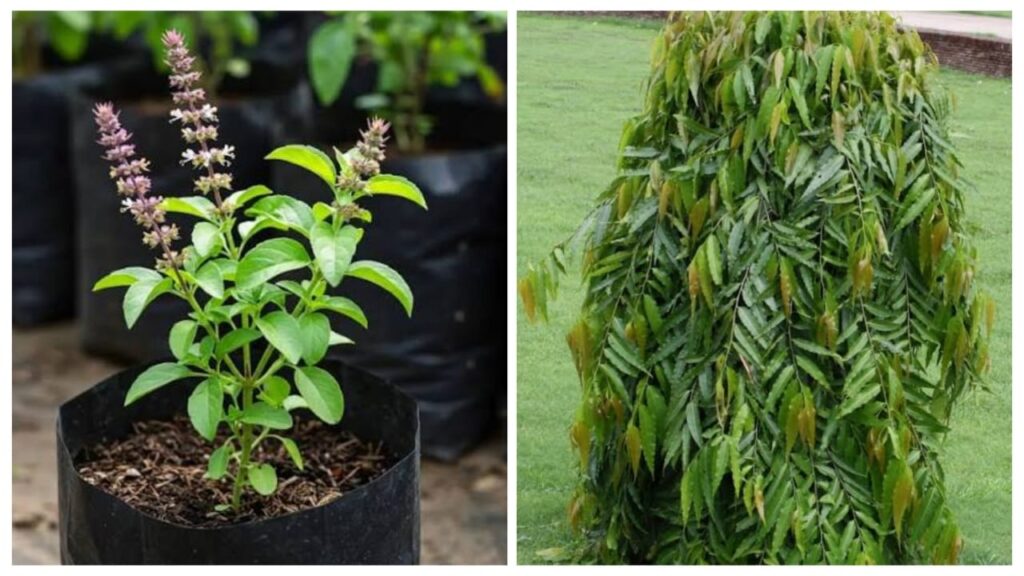 Auspicious Plants in Hinduism