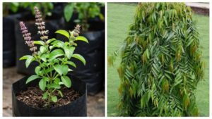 Auspicious Plants in Hinduism That Bring Good Luck and Positive Energy