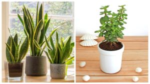Best Indoor Plants for Clean Air – Simple Green Choices to Protect Your Home From Rising Pollution