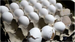 How to Identify Fake Eggs in Winter – Simple Tests You Should Never Ignore