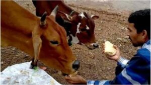 Feeding Roti to Cow Benefits – The One Mistake You Should Never Make While Offering Roti to Gau Mata