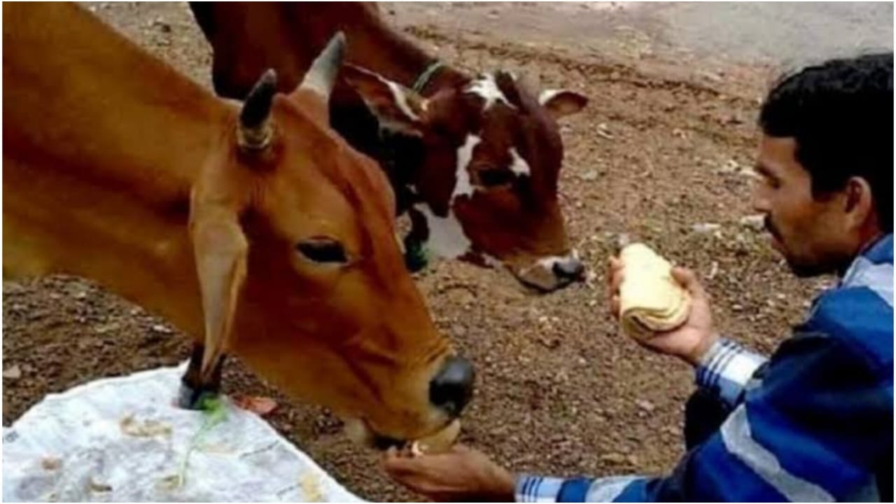 Feeding Roti to Cow Benefits...