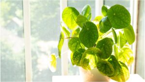 Best Money Plant Vastu Direction: Where to Place It for Wealth and Positivity?