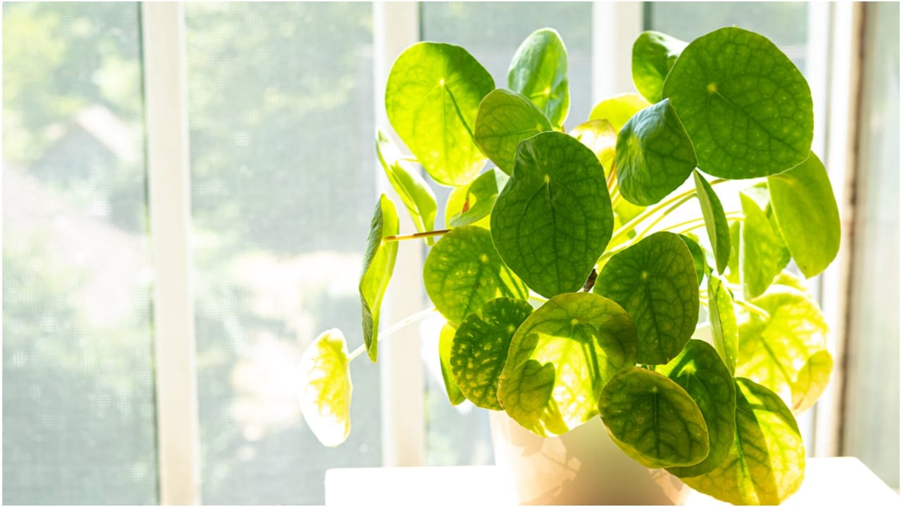 Best Money Plant Vastu