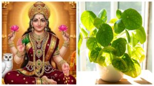 Money Plant Vastu Tips – What to Tie on the Plant to Attract Wealth and Positive Energy?
