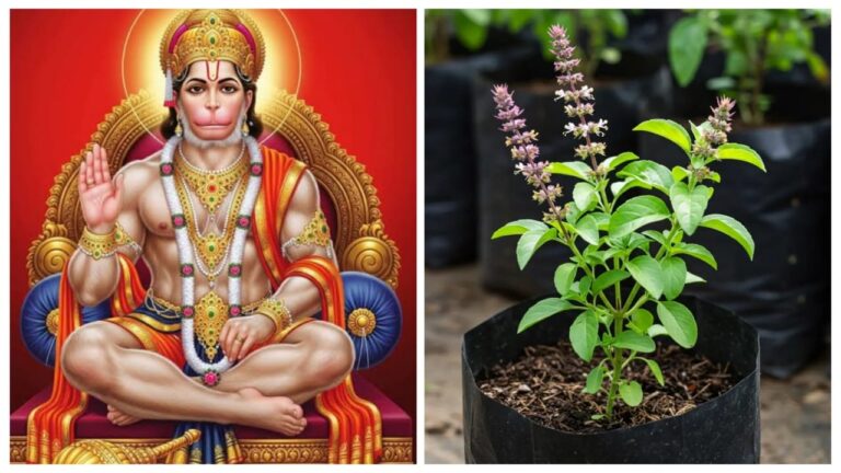 Why Tulsi Is Offered to Hanuman