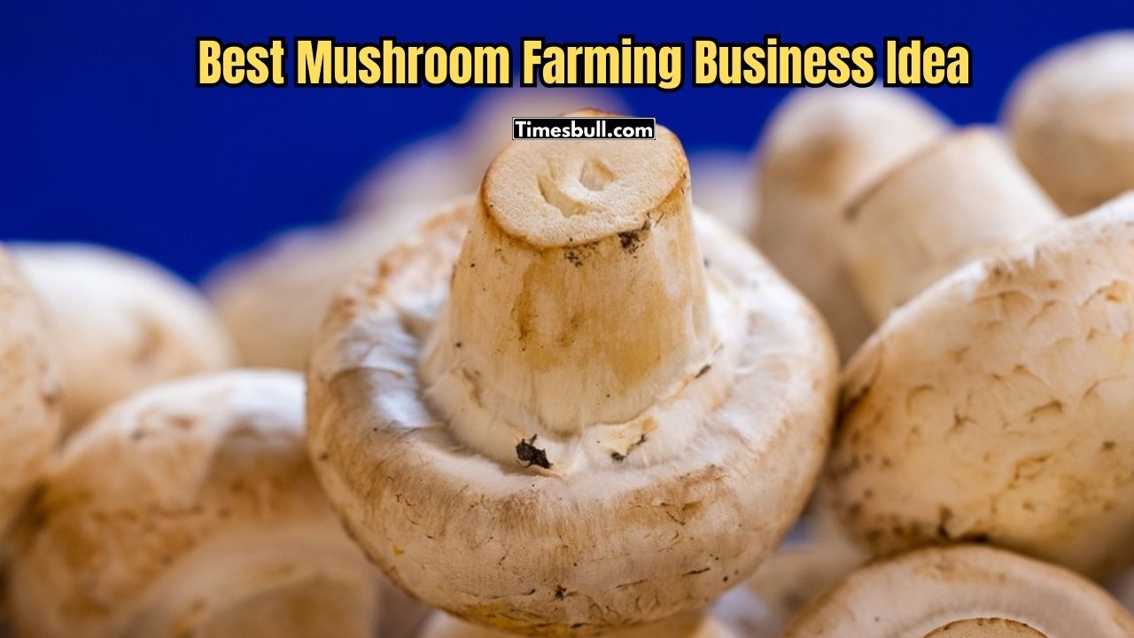 Best Mushroom Farming Business Idea