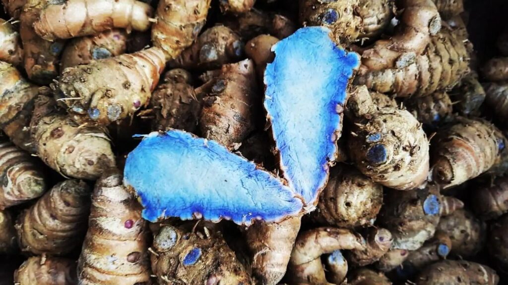 Black Turmeric Cultivation Business: Earn ₹30 Lakh From One Acre! Learn the Special Method