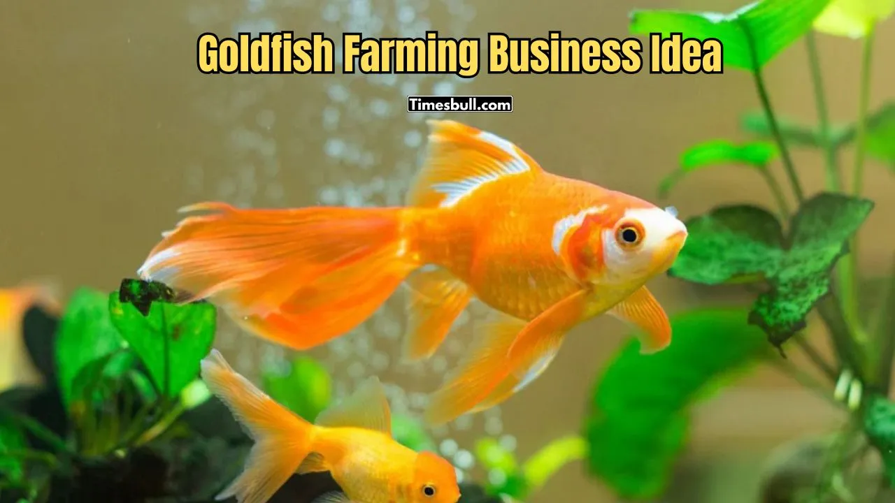 Goldfish Farming Business Idea