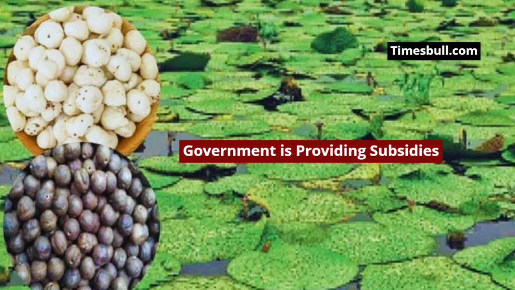 Good News for Farmers! Government is Providing Subsidies for Makhana Cultivation, Know How to Apply