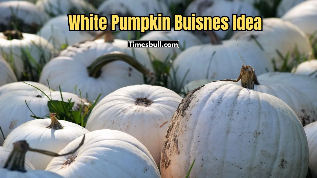White Pumpkin Buisnes Idea