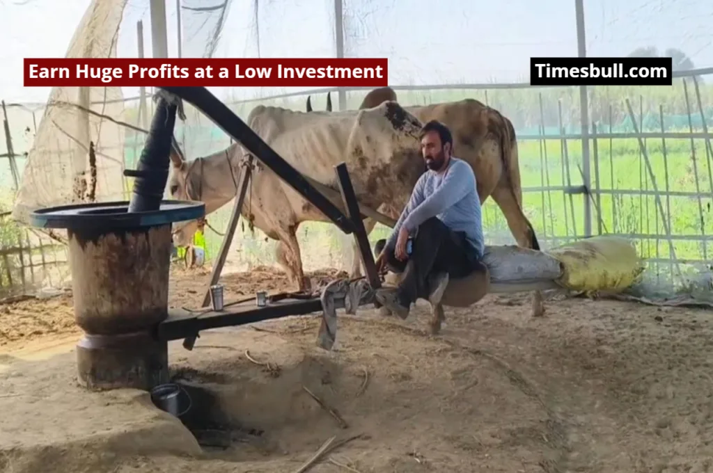 You Can Start a Kolhu Oil Business in Your Village, Earn Huge Profits at a Low Investment