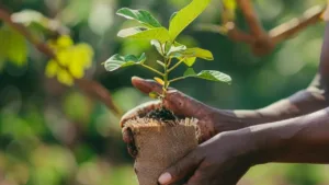 Invest Just ₹10 and Earn Crores! This Tree Business Could Transform Your Fortune in Business category