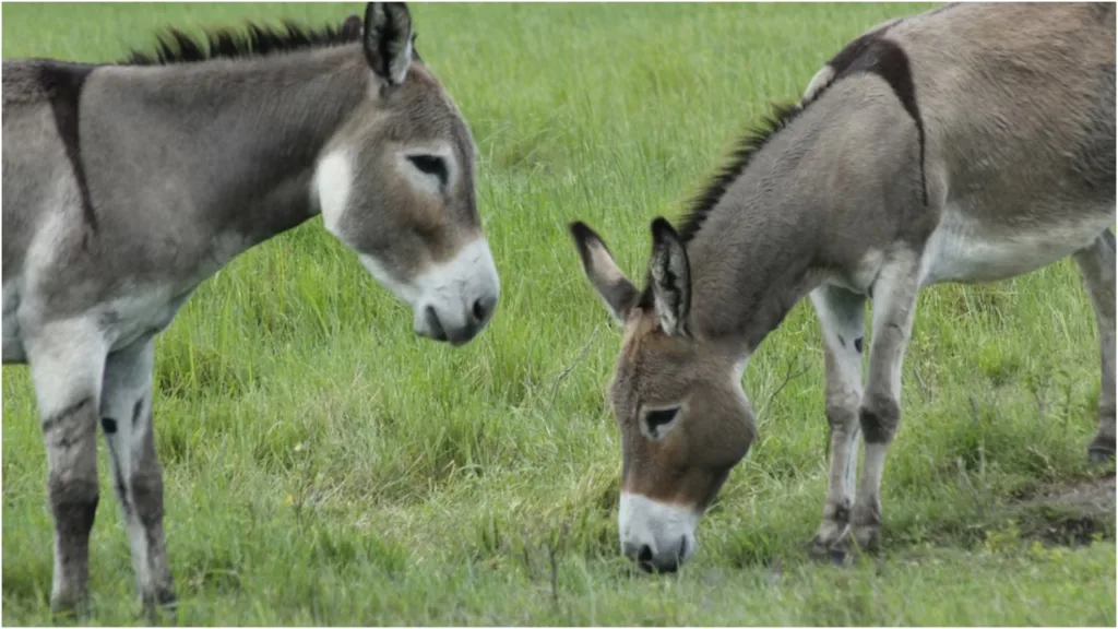 Government Offering 50% Subsidy on Donkey Rearing! Apply Soon