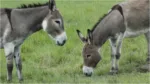 Government Offering 50% Subsidy on Donkey Rearing! Apply Soon