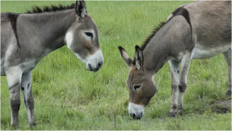 Government Offering 50% Subsidy on Donkey Rearing! Apply Soon