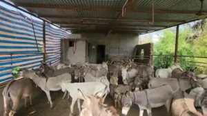 Donkey Farming Scheme: Govt Offers Up to Rs 50 Lakh Subsidy – Know How to Apply