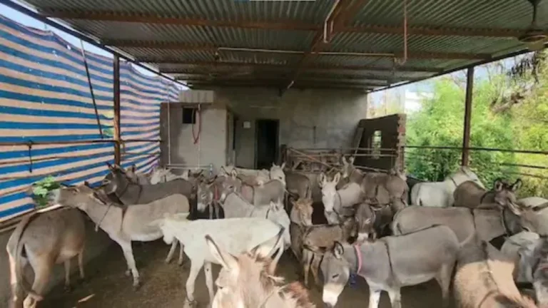 Donkey Farming Scheme: Govt Offers Up to Rs 50 Lakh Subsidy – Know How to Apply