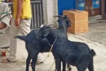 Bakrid 2026: Police Releases Safety Advisory, Be Alert from Shopping - Bakrid | TIMESBULL