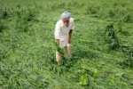 Farmer Gift