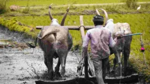 Krishi Input Subsidy Scheme